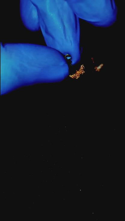 Boucles d’oreilles Papillon –  Argent 925 plaque Or